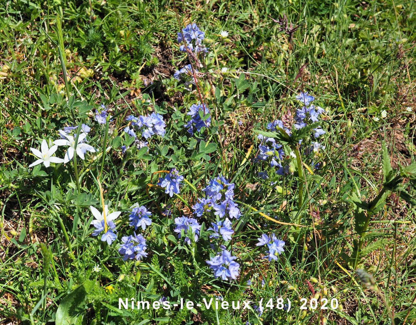 Speedwell, Prostrate plant